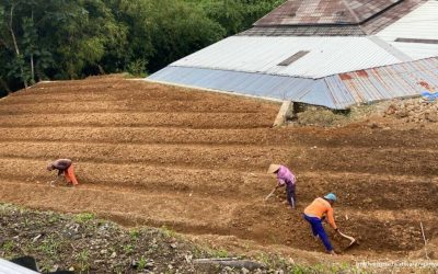 Sulap Lahan Tidur Jadi Kebun Sayur, SD Muhammadiyah Jatiyoso Siapkan Media Belajar Luar Ruang