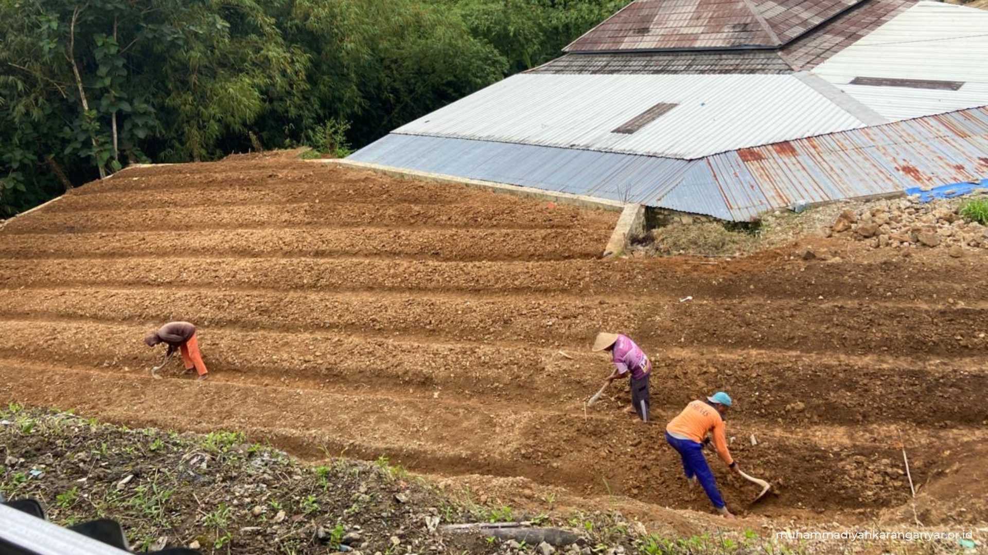 news pdm karanganyar – Sulap Lahan Tidur Jadi Kebun Sayur, SD Muhammadiyah Jatiyoso Siapkan Media Belajar Luar Ruang (2)