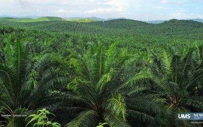 Sawit Menghijau, Hutan Menyusut? Pergeseran Hutan Alam ke Perkebunan Industri
