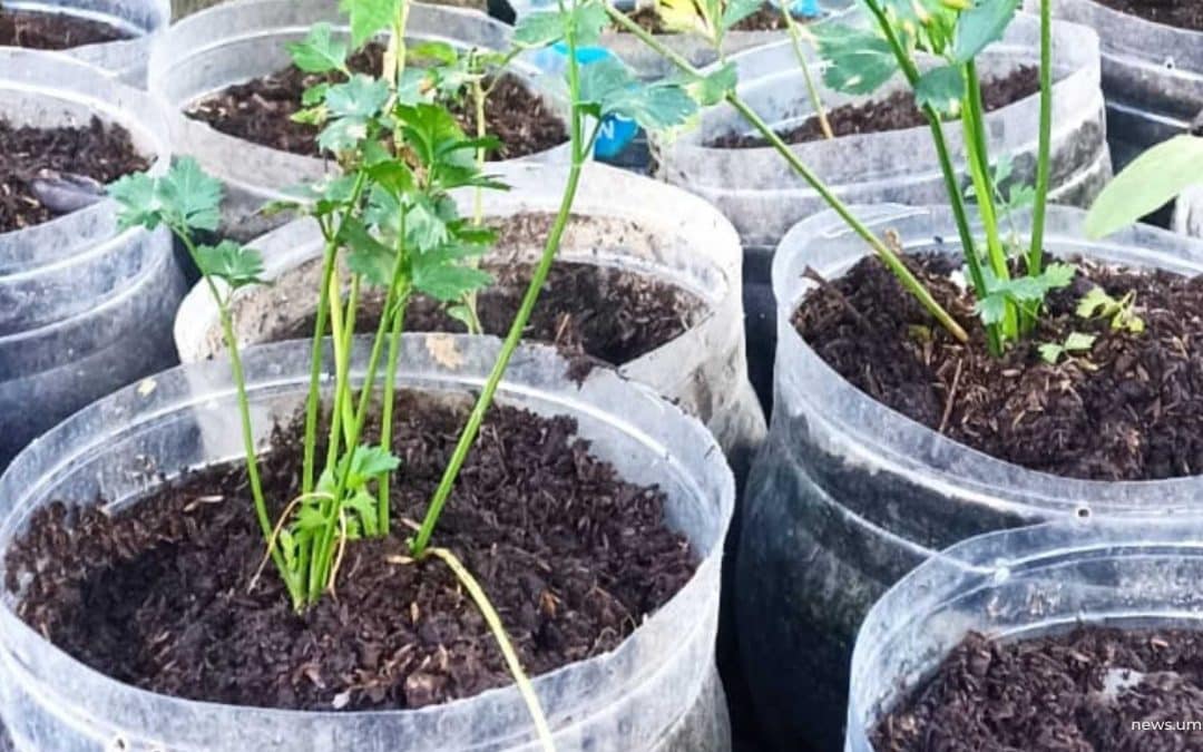 Lahan Sempit Bukan Halangan, Dosen UMS Dorong Kemandirian Pangan Warga Kartasura